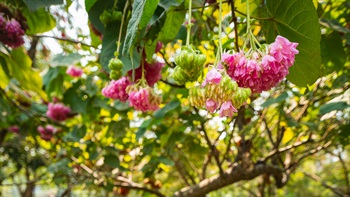 吊芙蓉悬挂着粉嫩嫣红的花球，香气四溢，馨香扑鼻。